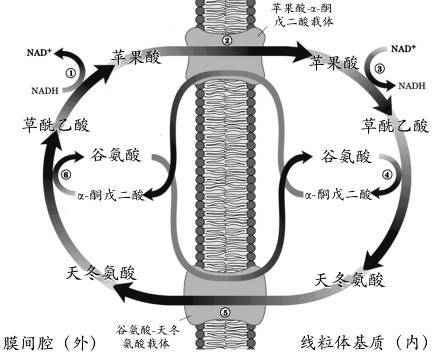 苹果酸穿梭系统