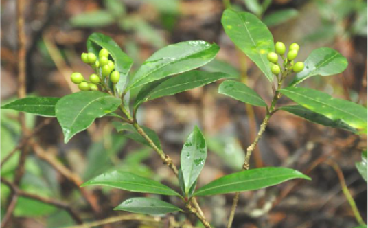 茵芋（中药）