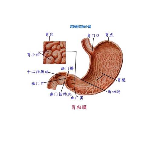 胃结石