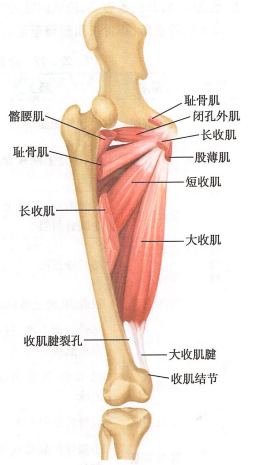 髂腰肌