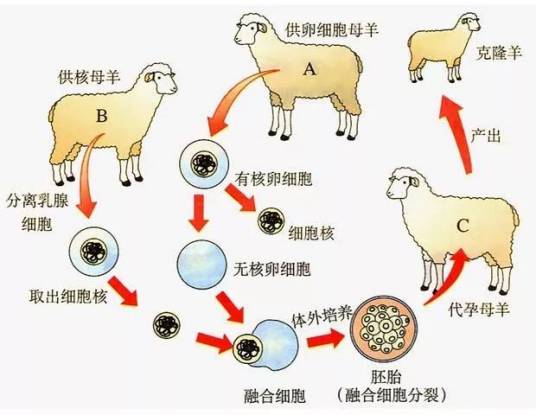 克隆（无性繁殖技术）