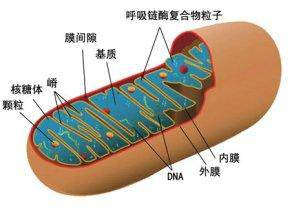 线粒体核糖体