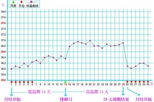 排卵期计算法