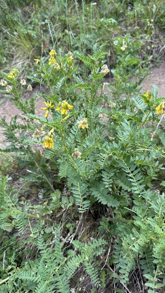 黄芪（豆科黄芪属植物）