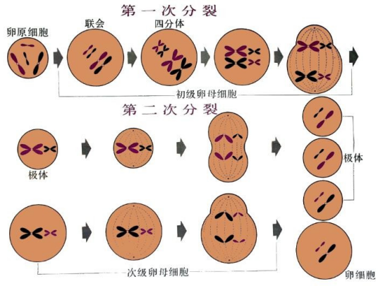 次级卵母细胞