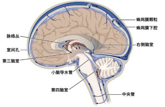 蛛网膜