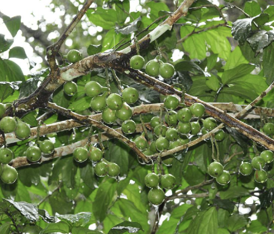 硬核（檀香科硬核属植物）