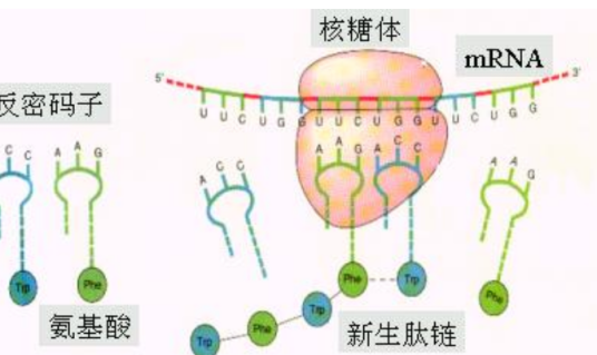 核糖体