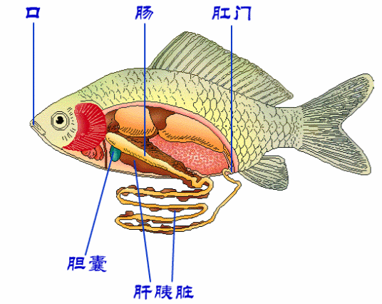 鱼的消化系统