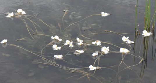 波叶海菜花