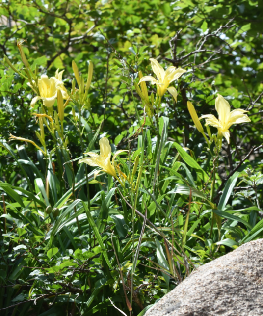 黄花菜（阿福花科萱草属的一种植物）