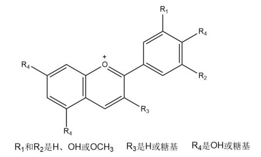 花青素