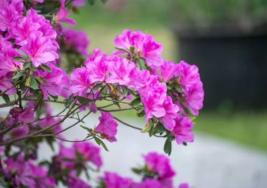 杜鹃（杜鹃花科杜鹃花属植物）