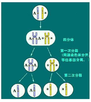 分离定律