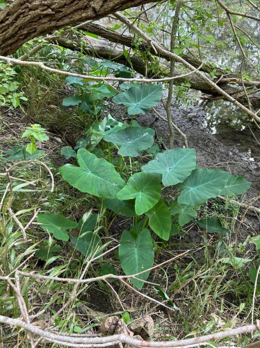 芋（天南星科芋属植物）