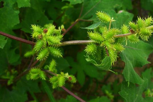 苍耳（菊科苍耳属植物）