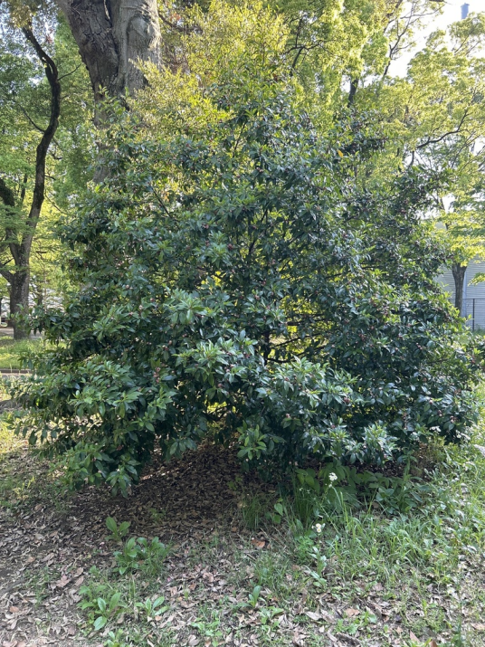 含笑花（木兰科含笑属植物）