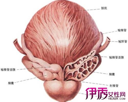 膀胱胀痛