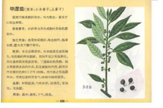 枸骨根（冬青科植物）