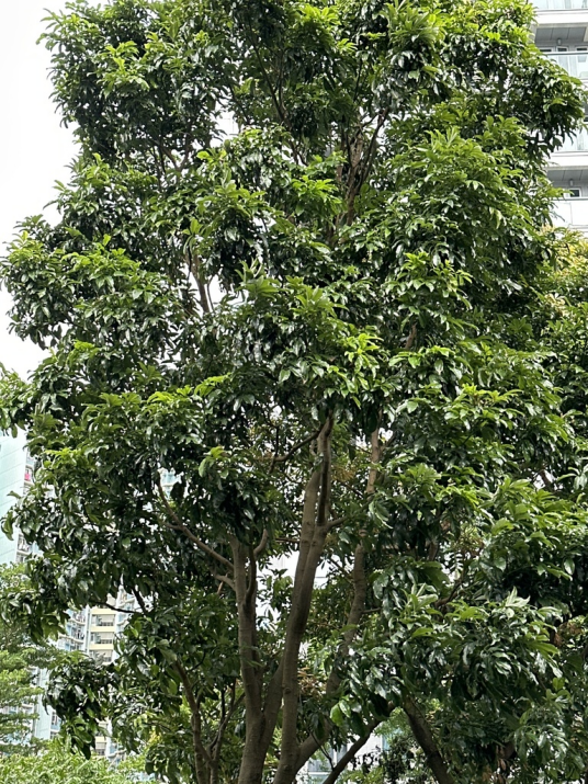 黄皮（芸香科黄皮属的一种植物）