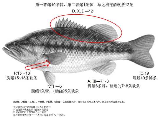 鳍式