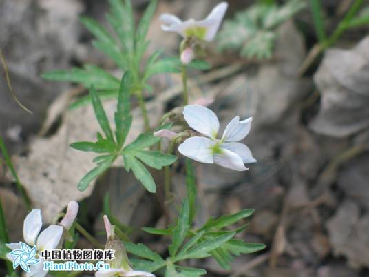 裂叶堇菜（堇菜科、堇菜属植物）