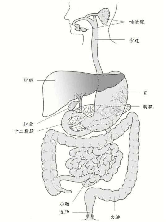 消化系统（人体系统）