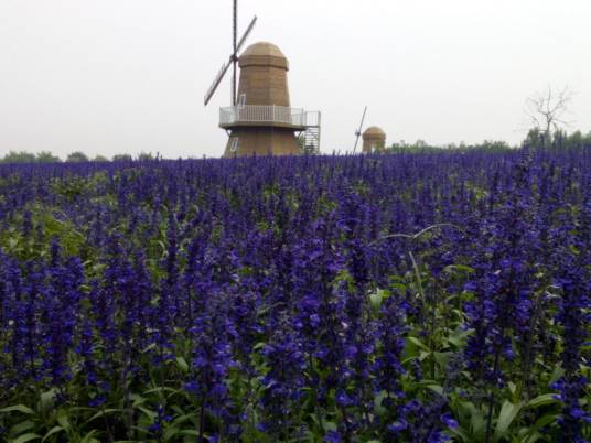 北京国际鲜花港