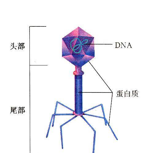 噬菌体（侵袭细菌的病毒）