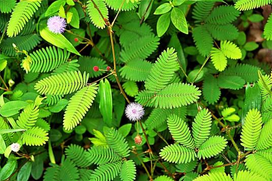 含羞草（豆科、含羞草属植物）