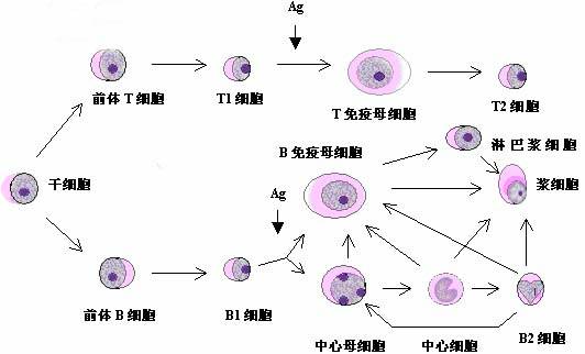 转化（生物学名词）