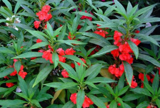 凤仙花（凤仙花科凤仙花属植物）