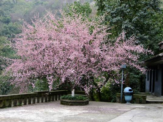 红岩樱花园