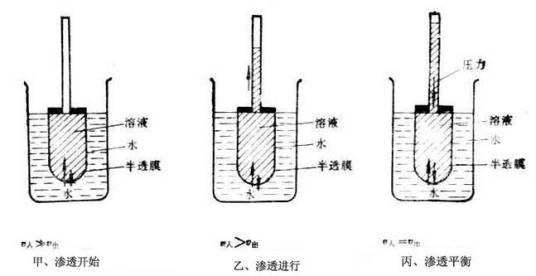 渗透压