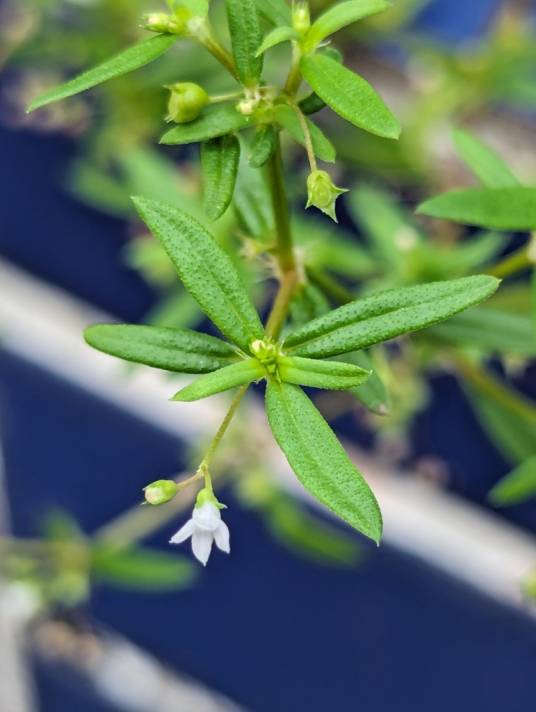 白花蛇舌草（茜草科蛇舌草属植物）