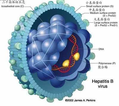 HBV-DNA