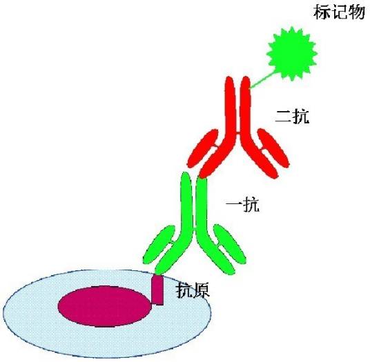 酶标抗体法