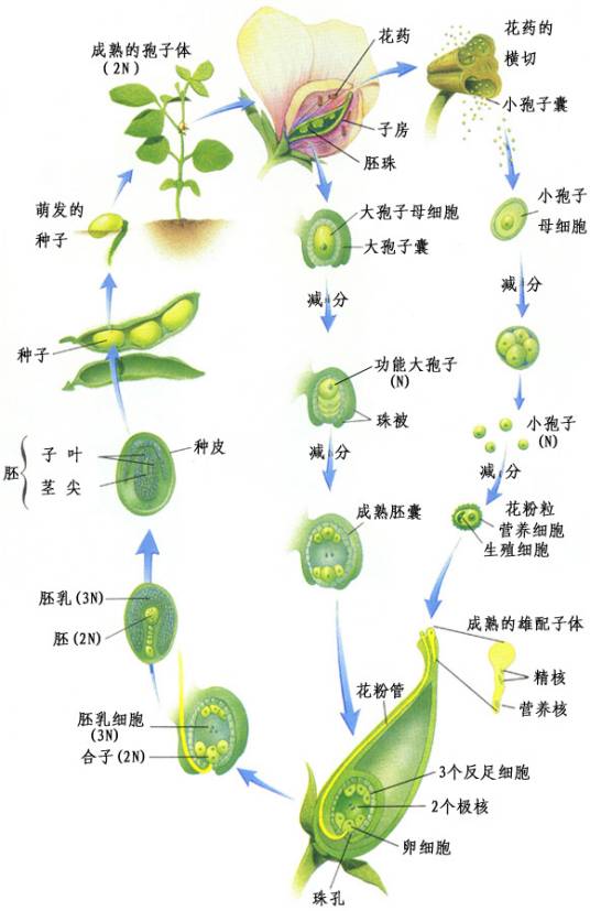 减数分裂（细胞分裂方式）