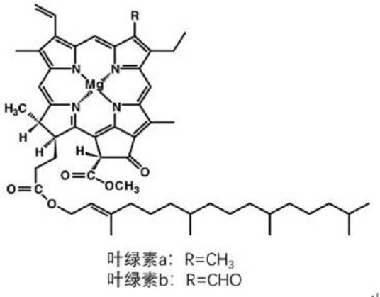 叶绿素