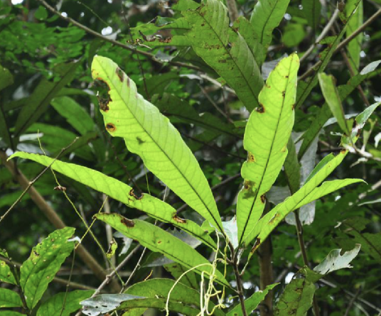 思茅木姜子