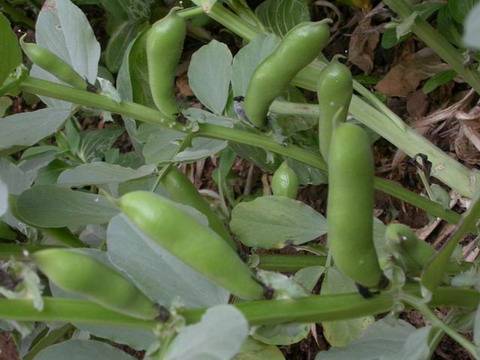 蚕豆壳（豆科植物蚕豆的种皮）