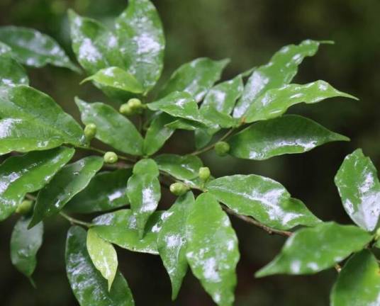 台湾榕（桑科榕属植物）