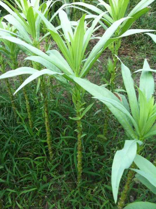 被子植物资源