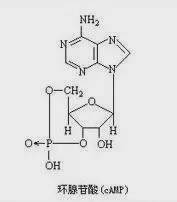 环腺苷