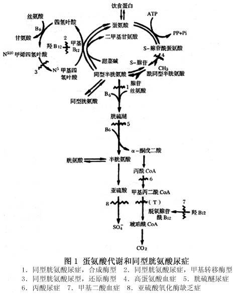 高胱氨酸