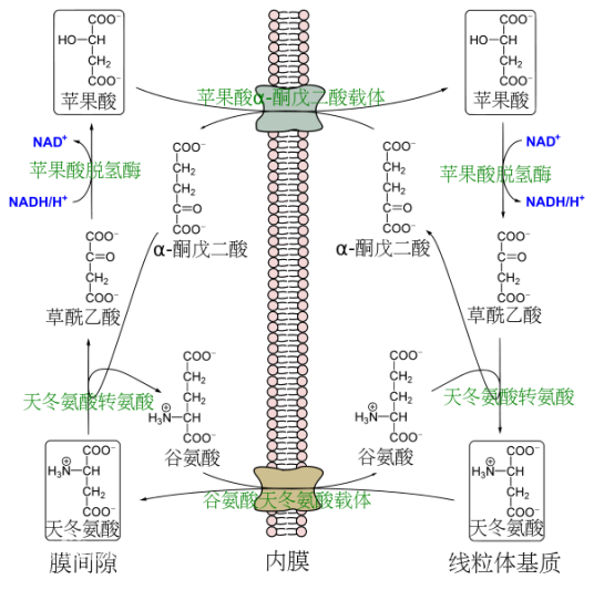 苹果酸-天冬氨酸穿梭