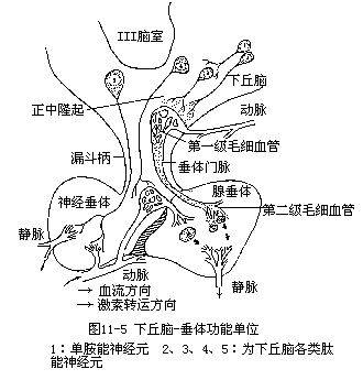 下丘脑垂体系统