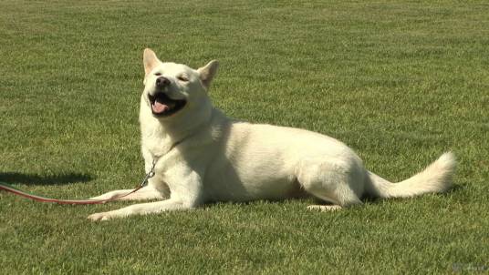 丰山犬（食肉目犬科动物）