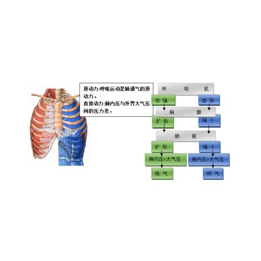 肺通气