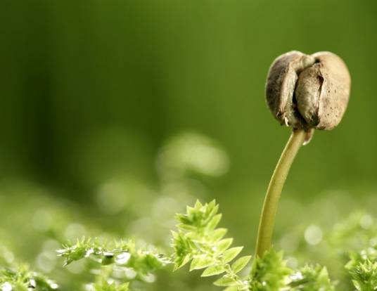 种子植物